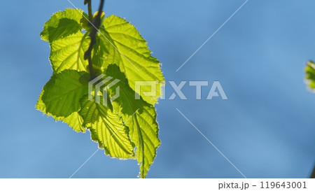 Natural Background. Fresh Green Of Sunshine Filtering Through Foliage. Fresh Summer Garden. 119643001