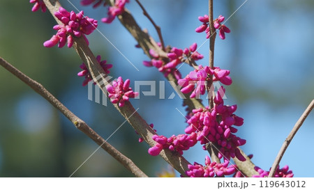 Judas Tree Or European Redbud. The Flowering Plant Family Fabaceae. Pink Redbud Rising Flowers. Close up. 119643012