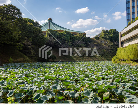 ハスの葉に覆われた牛ヶ淵の風景 ハスの葉に覆われた牛ヶ淵の風景 119643264