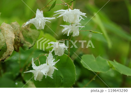 イカリソウ　小さい白い花　雨の日　クローズアップ 119643290