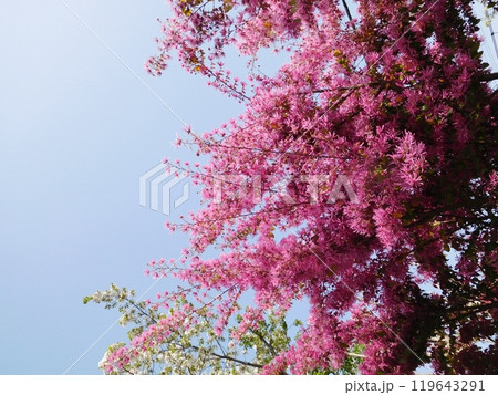 トキワマンサクの花 119643291