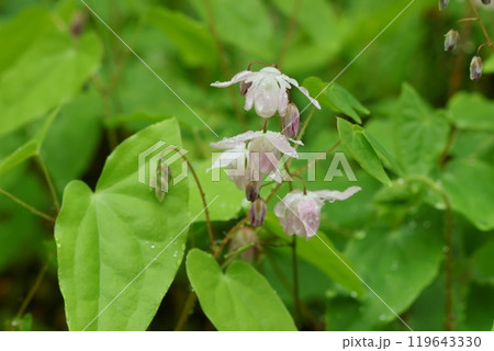バイカイカリソウ 梅花碇草 山野草 淡いピンク色の花 バイカイカリソウ 梅花碇草 山野草 淡いピンク色の花 119643330