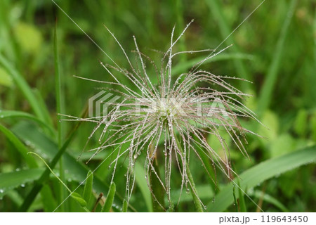 オキナグサ 雨の日 山野草 花後は白髪のような姿 オキナグサ 雨の日 山野草 花後は白髪のような姿 119643450