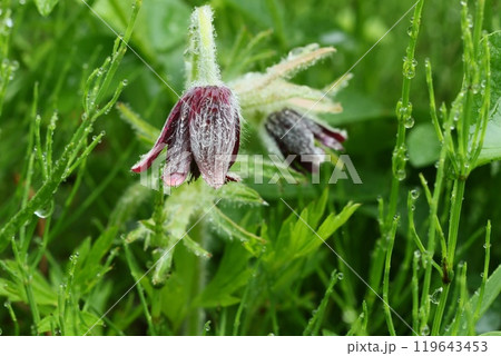 オキナグサ　雨の日　山野草　花後は白髪のような姿 119643453