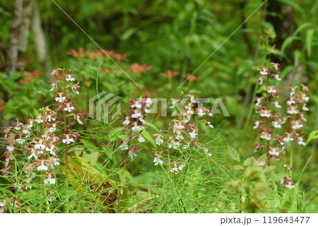 林の縁に咲くエビネ蘭 地エビネ 茶色い花 林の縁に咲くエビネ蘭 地エビネ 茶色い花 119643477