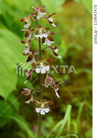 林の縁に咲くエビネ蘭 地エビネ 茶色い花 林の縁に咲くエビネ蘭 地エビネ 茶色い花 119643478