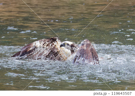 獲物を狙って川に突っ込むミサゴ 119643507
