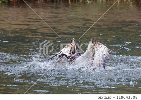 獲物を狙って川に飛び込むミサゴ 119643508