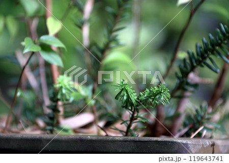 いろんな挿し木 ヒメシャラ イチイ 119643741