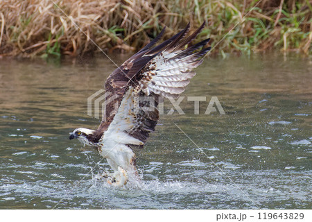 魚を捕まえて川から飛び上がるミサゴ 119643829