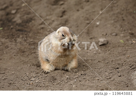 両手で干し草を持ち食べるプレーリードッグ 両手で干し草を持ち食べるプレーリードッグ 119643881
