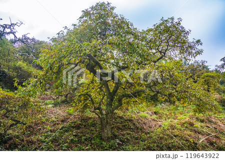 【長野県】小野のシダレグリ自生地 秋の様子 【長野県】小野のシダレグリ自生地 秋の様子 119643922