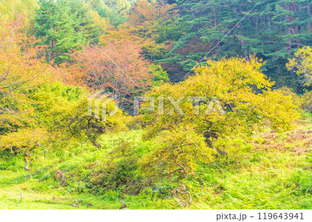 【長野県】小野のシダレグリ自生地 秋の様子 【長野県】小野のシダレグリ自生地 秋の様子 119643941