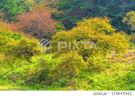 【長野県】小野のシダレグリ自生地 秋の様子 【長野県】小野のシダレグリ自生地 秋の様子 119643942