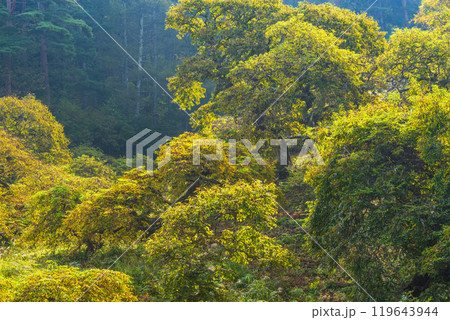 【長野県】小野のシダレグリ自生地 秋の様子 【長野県】小野のシダレグリ自生地 秋の様子 119643944