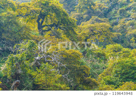 【長野県】小野のシダレグリ自生地 秋の様子 【長野県】小野のシダレグリ自生地 秋の様子 119643948