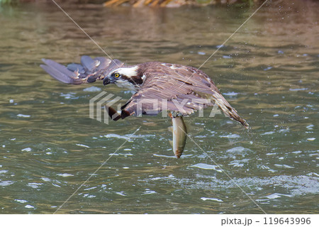 狩りに成功して飛び上がるミサゴ 119643996