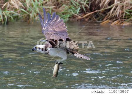 魚を掴んだまま川から飛び上がるミサゴ 119643997
