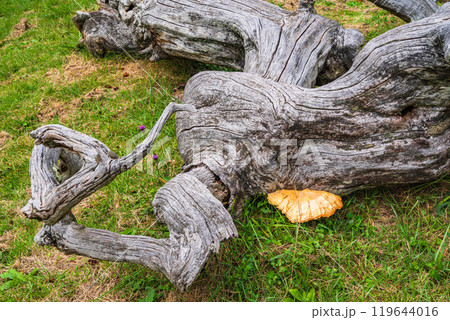 【長野県】小野のシダレグリ自生地　キノコが生えた古木のオブジェ 119644016