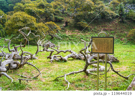【長野県】小野のシダレグリ自生地　古木のオブジェ 119644019
