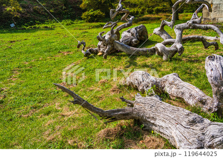 【長野県】小野のシダレグリ自生地　古木のオブジェ 119644025