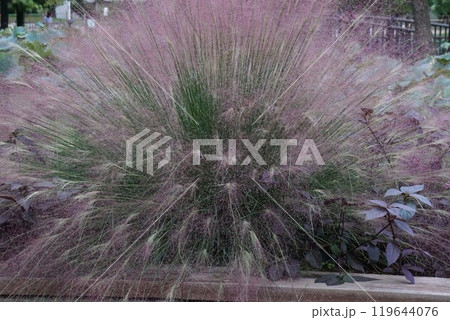 ミューレンベルギアの花穂 119644076