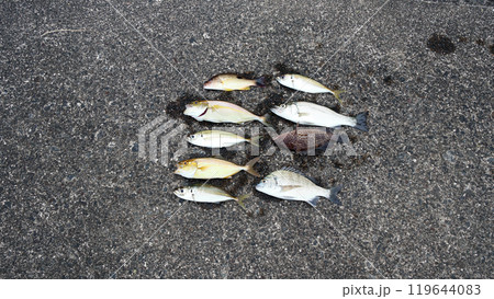 堤防釣果釣り シーバス スズキ アジ シオ カンパチ オオモンハタ ヘダイ 堤防釣果釣り シーバス スズキ アジ シオ カンパチ オオモンハタ ヘダイ 119644083