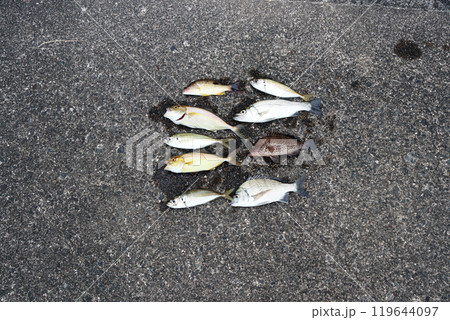 堤防釣果釣り シーバス スズキ アジ シオ カンパチ オオモンハタ ヘダイ 堤防釣果釣り シーバス スズキ アジ シオ カンパチ オオモンハタ ヘダイ 119644097