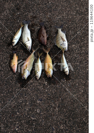 堤防釣果釣り シーバス スズキ アジ シオ カンパチ オオモンハタ ヘダイ 119644100