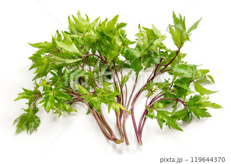 大和当帰葉 大和当帰葉 119644370