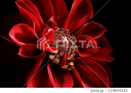 日本のダリア 日本のダリア 119644382