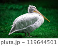 bird pelican resting 119644501