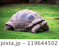 Elephant tortoise on grass 119644502