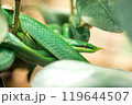 grass snake Rhynchophis boulengeri 119644507