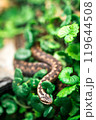 snake viper on grass 119644508