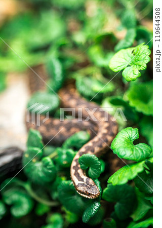snake viper on grass snake viper on grass 119644508