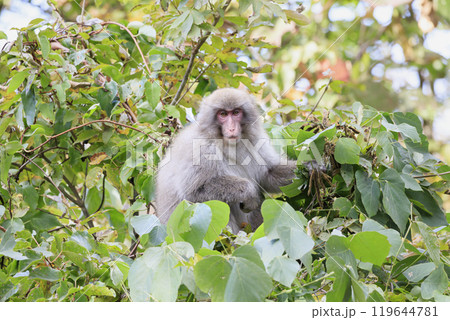 木の上から話しかけてくる野生のニホンザル 119644781