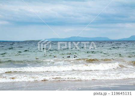 Common Eider Ducks teaching their children on the Atlantic Ocean Common Eider Ducks teaching their children on the Atlantic Ocean 119645131