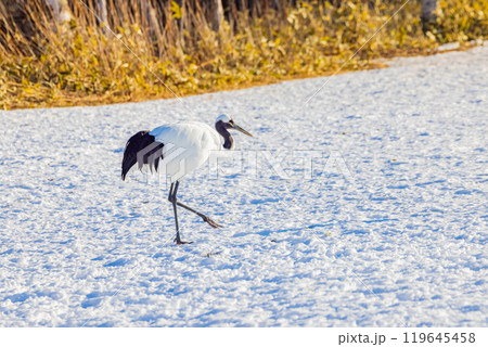 タンチョウ 119645458