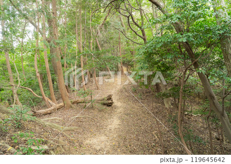 若山の登山道(大阪府高槻市) 若山の登山道(大阪府高槻市) 119645642