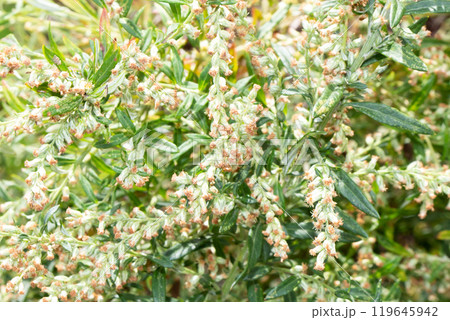 ヨモギ 119645942