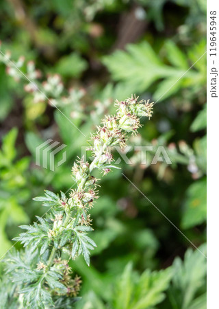 ヨモギ ヨモギ 119645948