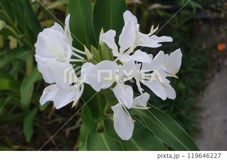 ジンジャー大株の花次々と開く　字「峠」に見える 119646227