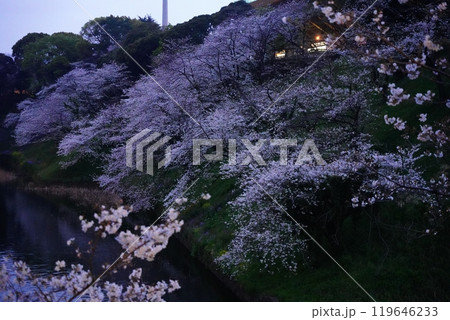 九段下 千鳥ヶ淵 靖国神社 のライトアップされた美しい夜桜 九段下 千鳥ヶ淵 靖国神社 のライトアップされた美しい夜桜 119646233