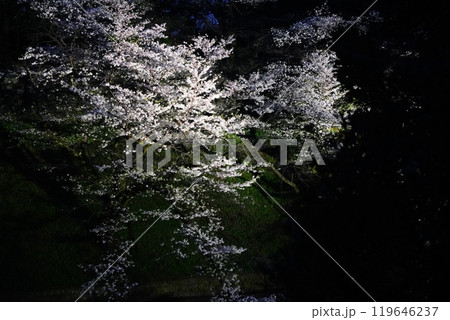 九段下　千鳥ヶ淵　靖国神社　のライトアップされた美しい夜桜 119646237