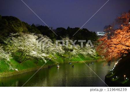 九段下　千鳥ヶ淵　靖国神社　のライトアップされた美しい夜桜 119646239