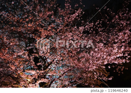 九段下 千鳥ヶ淵 靖国神社 のライトアップされた美しい夜桜 九段下 千鳥ヶ淵 靖国神社 のライトアップされた美しい夜桜 119646240