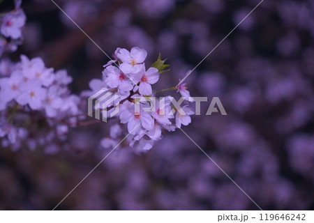 九段下 千鳥ヶ淵 靖国神社 のライトアップされた美しい夜桜 九段下 千鳥ヶ淵 靖国神社 のライトアップされた美しい夜桜 119646242