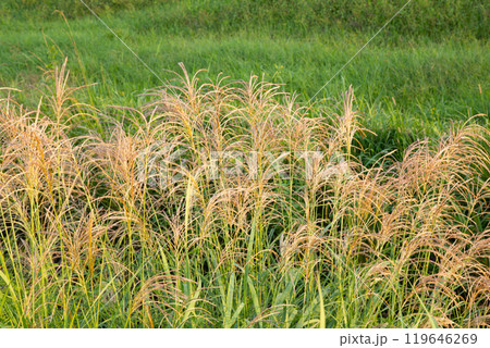ススキの花と花粉（花粉症の原因植物） 119646269