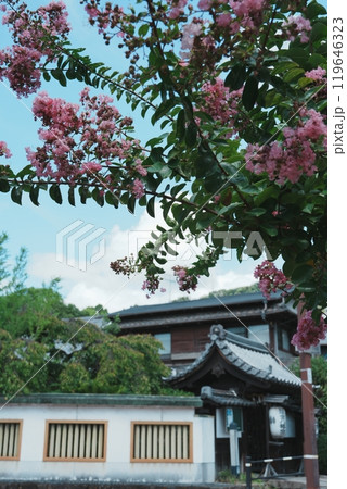 百日紅のある風景　離宮八幡宮 119646323